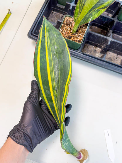 Sansevieria Macrophylla Var (1) | Very Rare Import