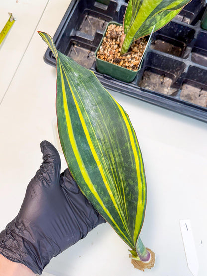 Sansevieria Macrophylla Var (1) | Very Rare Import