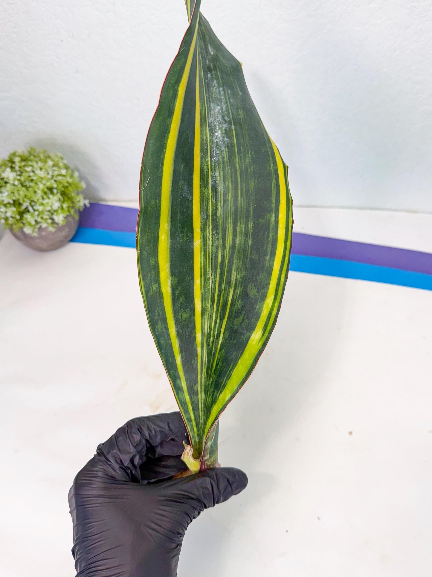 Sansevieria Macrophylla Var (1) | Very Rare Import