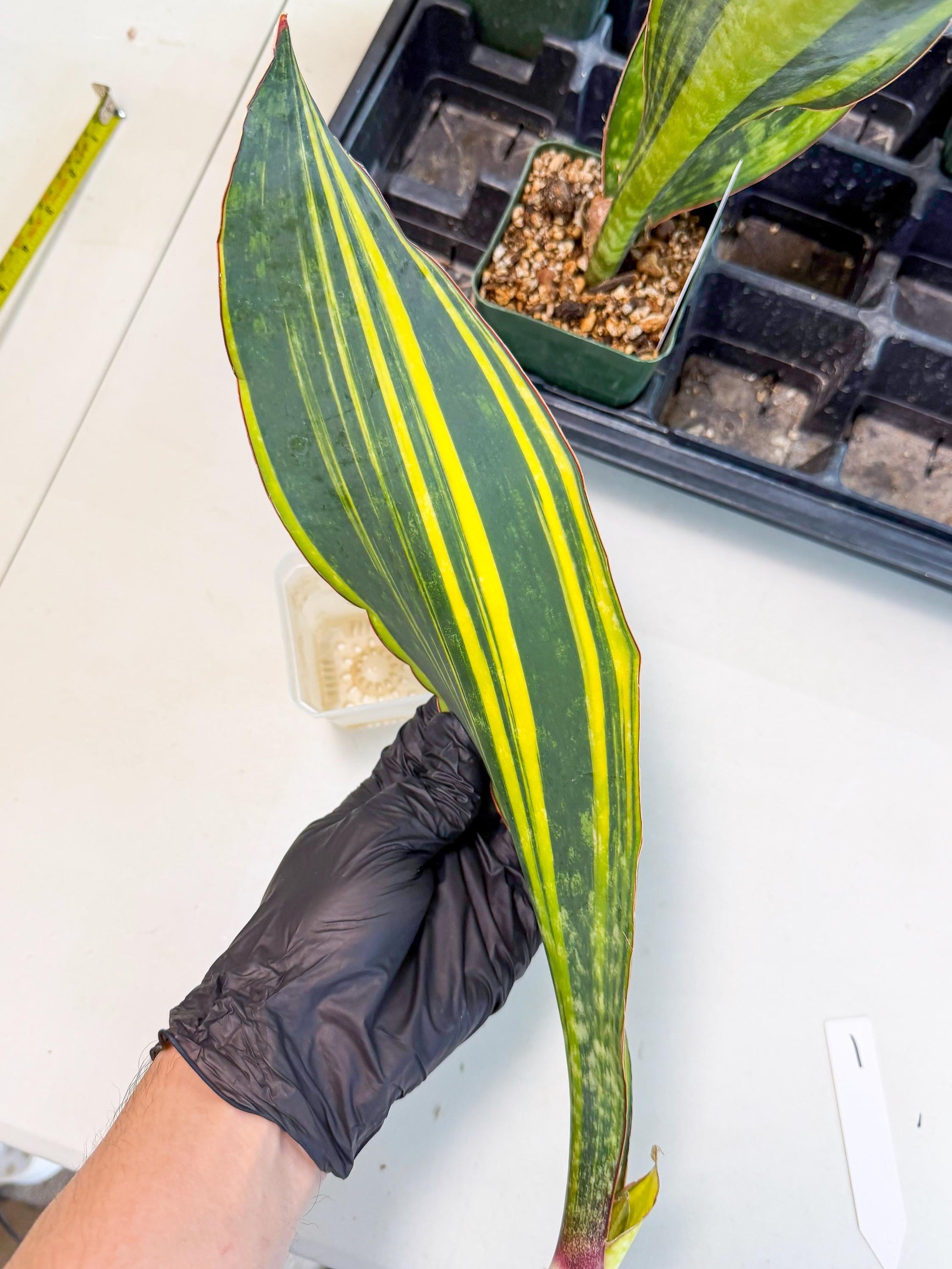 Sansevieria Macrophylla Var (1) | Very Rare Import