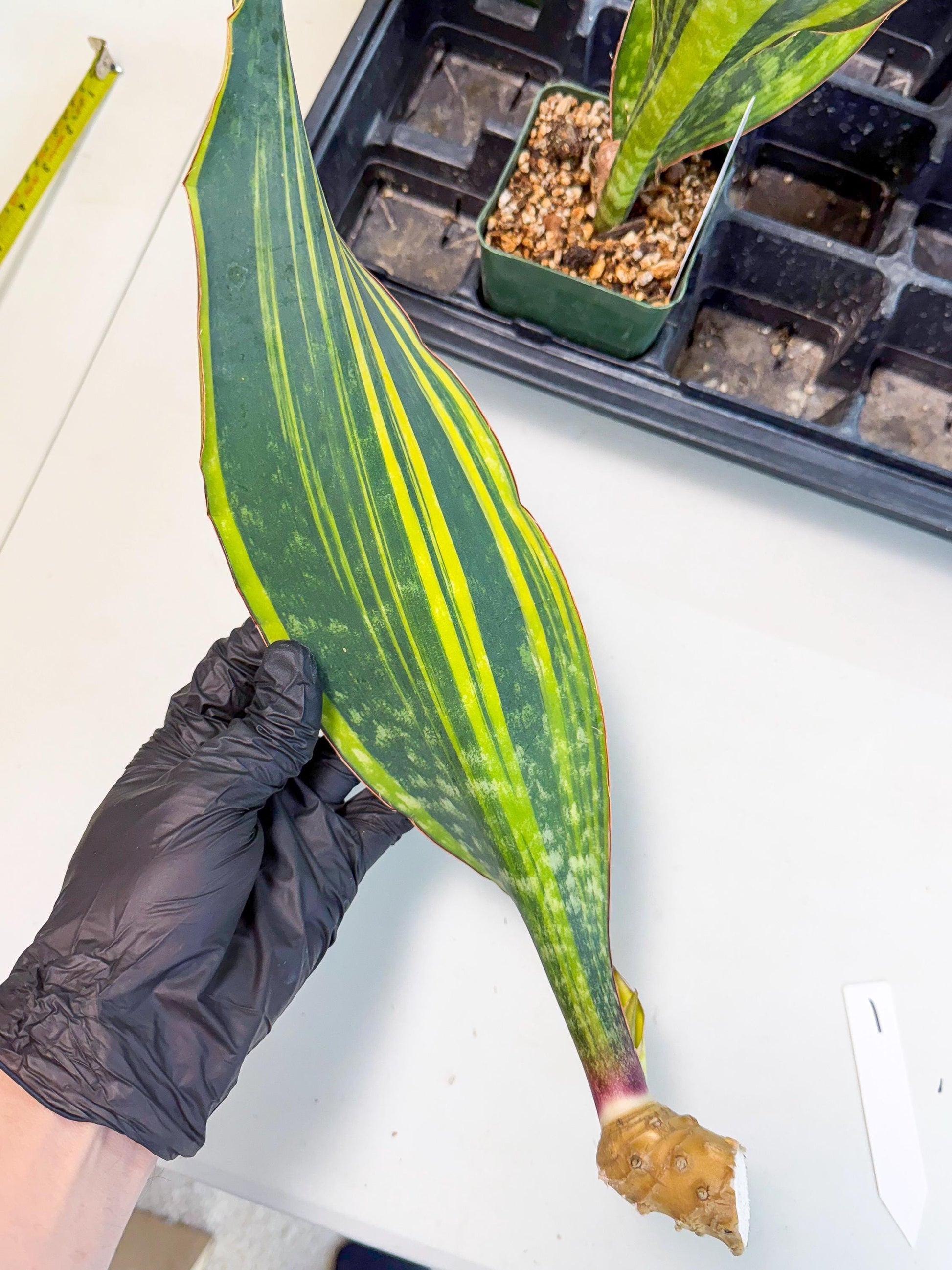 Sansevieria Macrophylla Var (1) | Very Rare Import