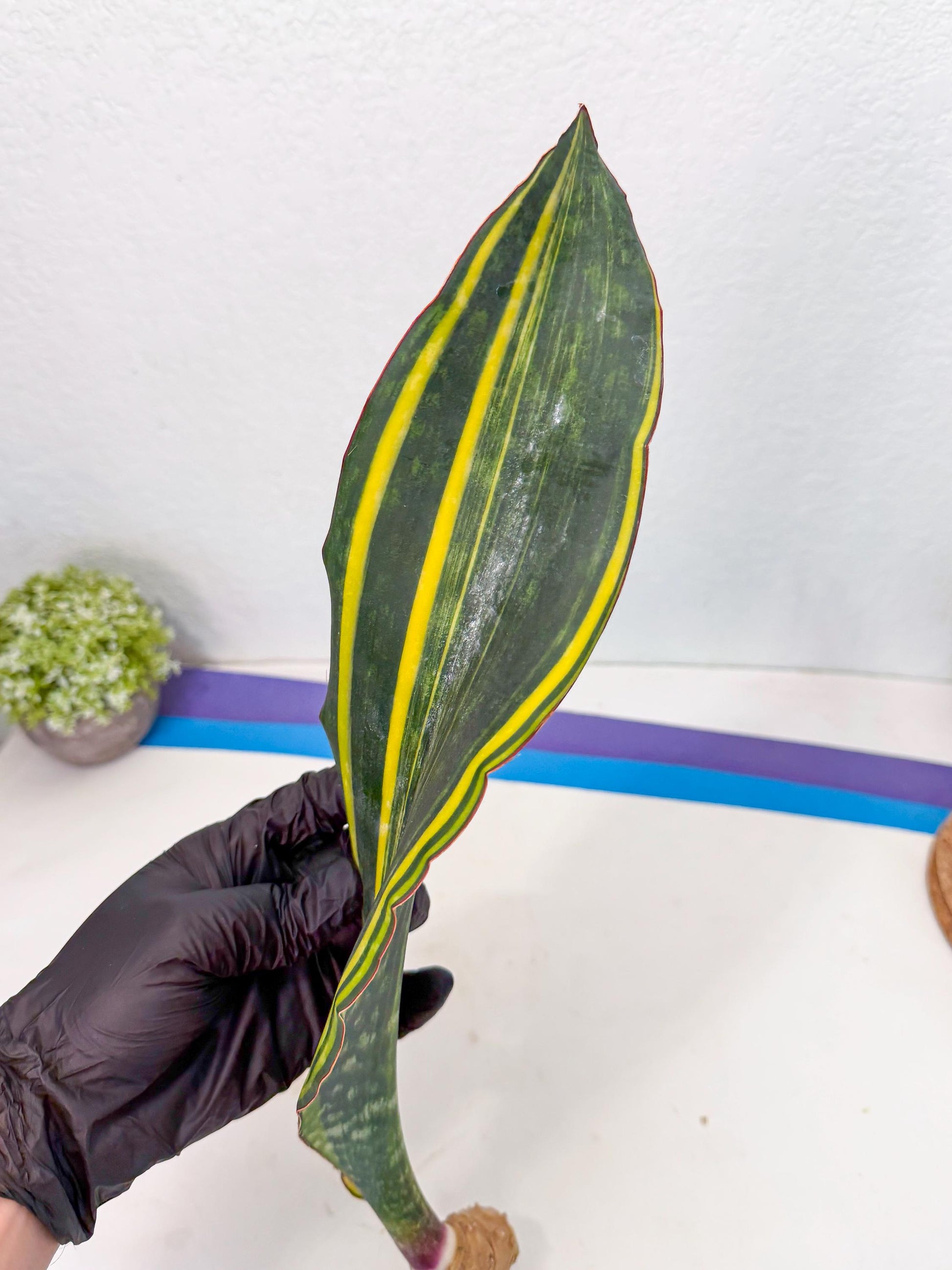 Sansevieria Macrophylla Var (1) | Very Rare Import