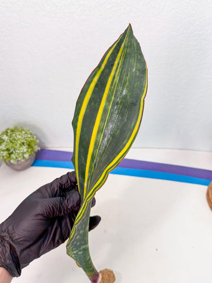 Sansevieria Macrophylla Var (1) | Very Rare Import