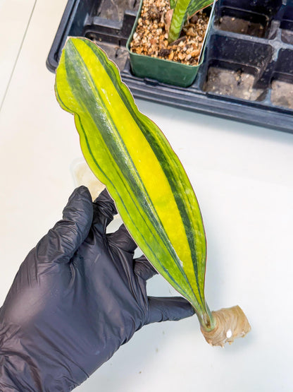 Sansevieria Macrophylla Var (3) | Very Rare Import