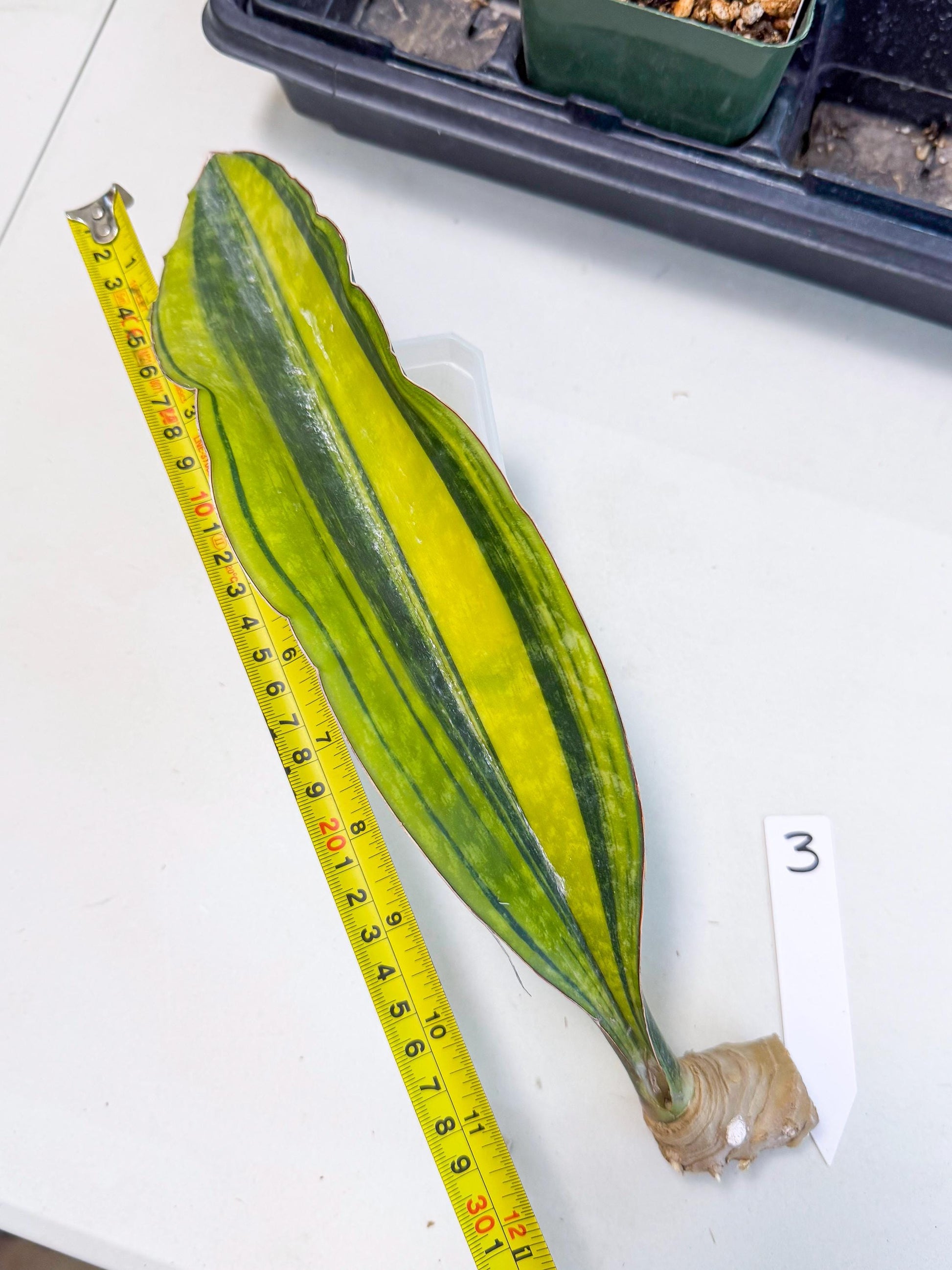 Sansevieria Macrophylla Var (3) | Very Rare Import