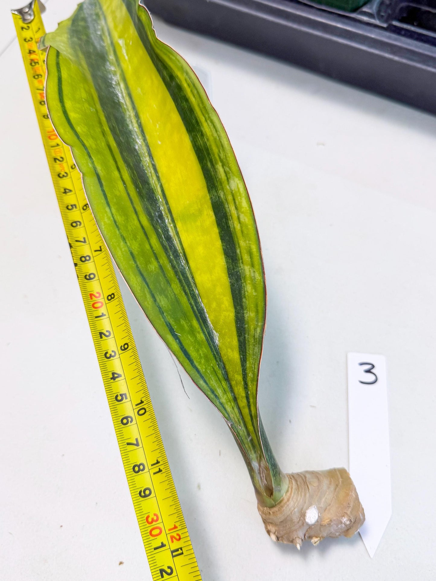 Sansevieria Macrophylla Var (3) | Very Rare Import