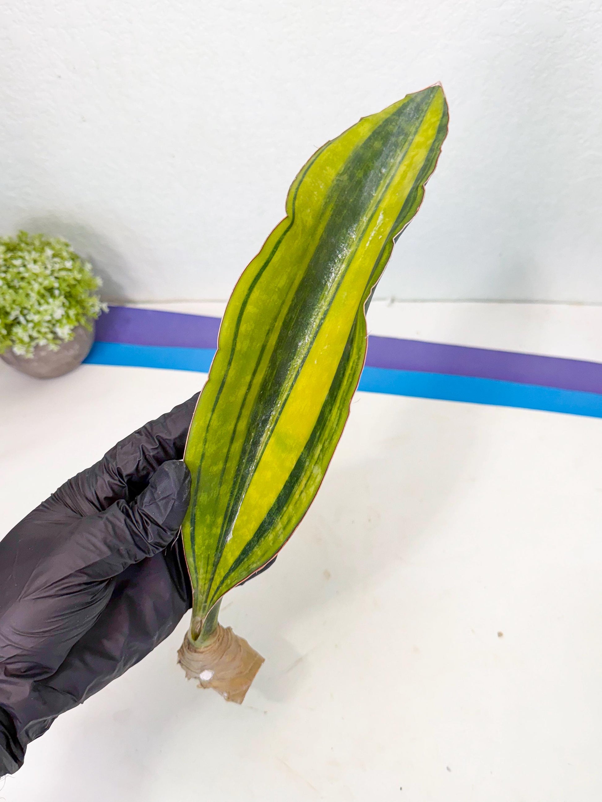 Sansevieria Macrophylla Var (3) | Very Rare Import