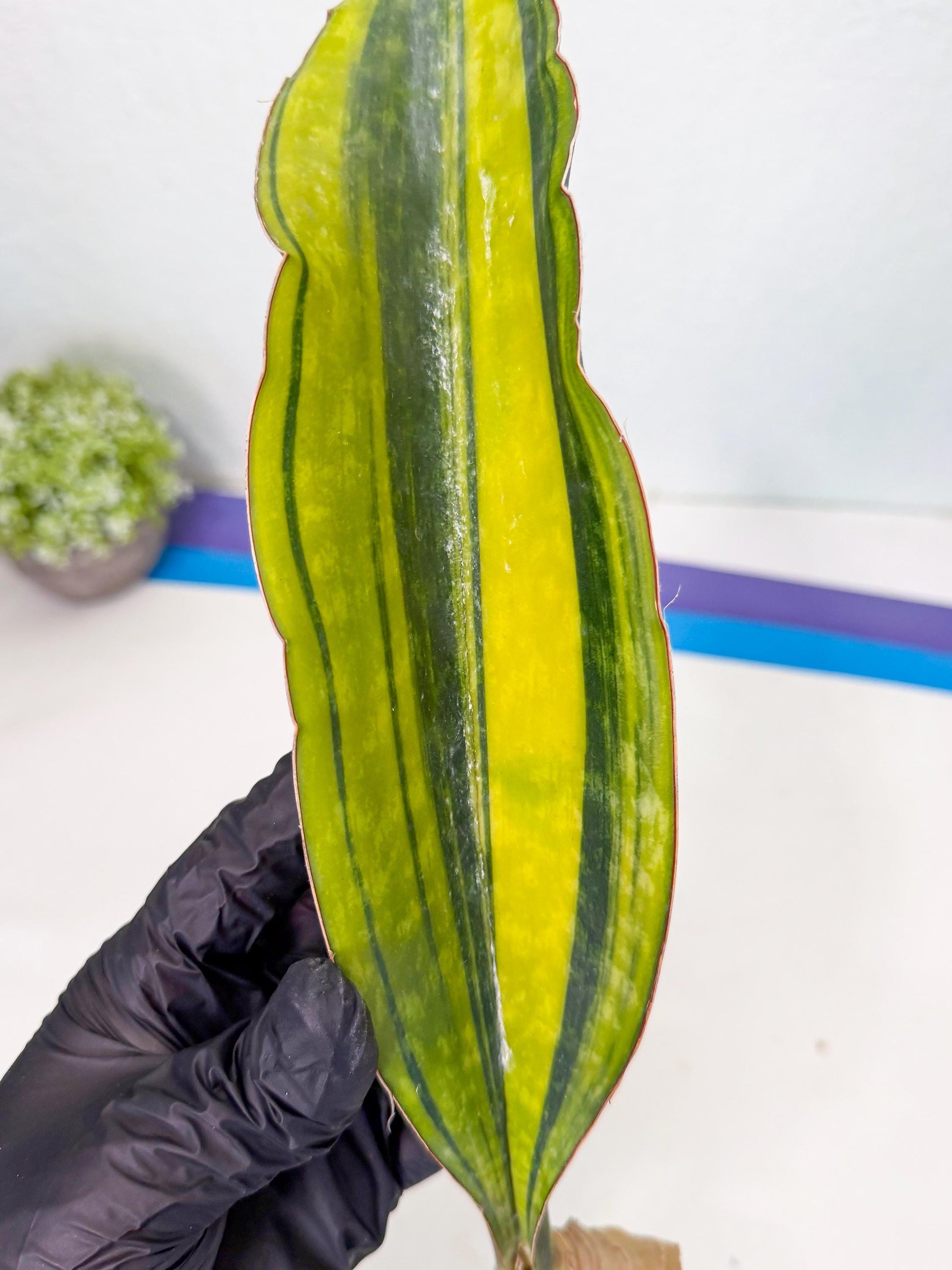 Sansevieria Macrophylla Var (3) | Very Rare Import