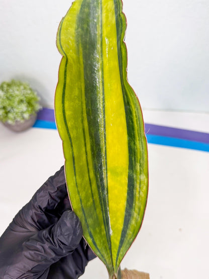 Sansevieria Macrophylla Var (3) | Very Rare Import