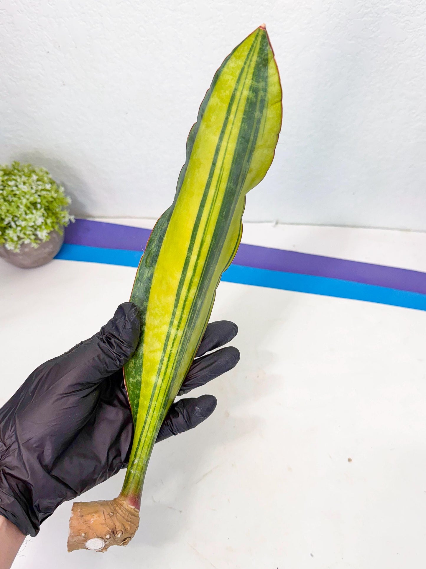 Sansevieria Macrophylla Var (3) | Very Rare Import