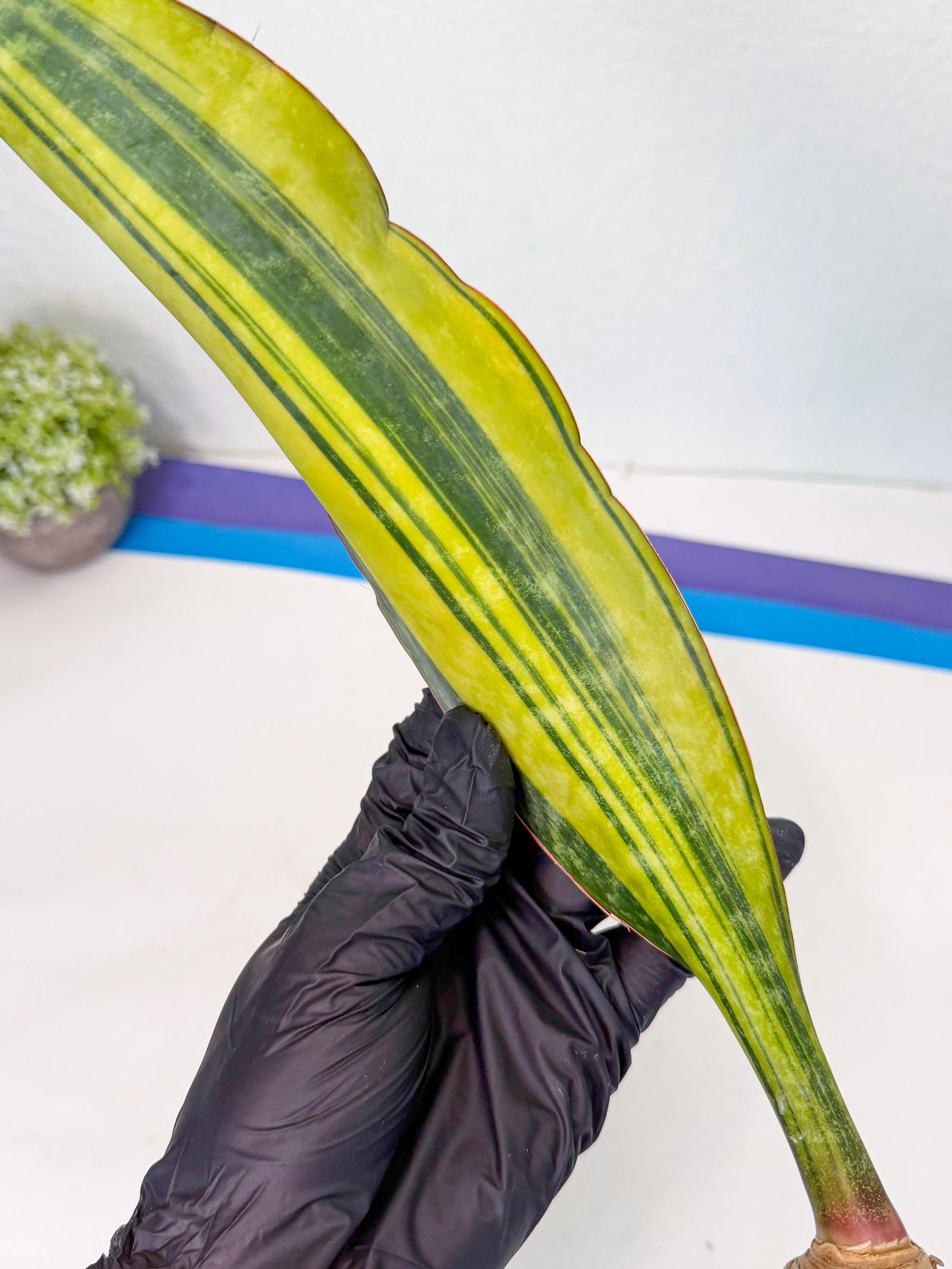 Sansevieria Macrophylla Var (3) | Very Rare Import