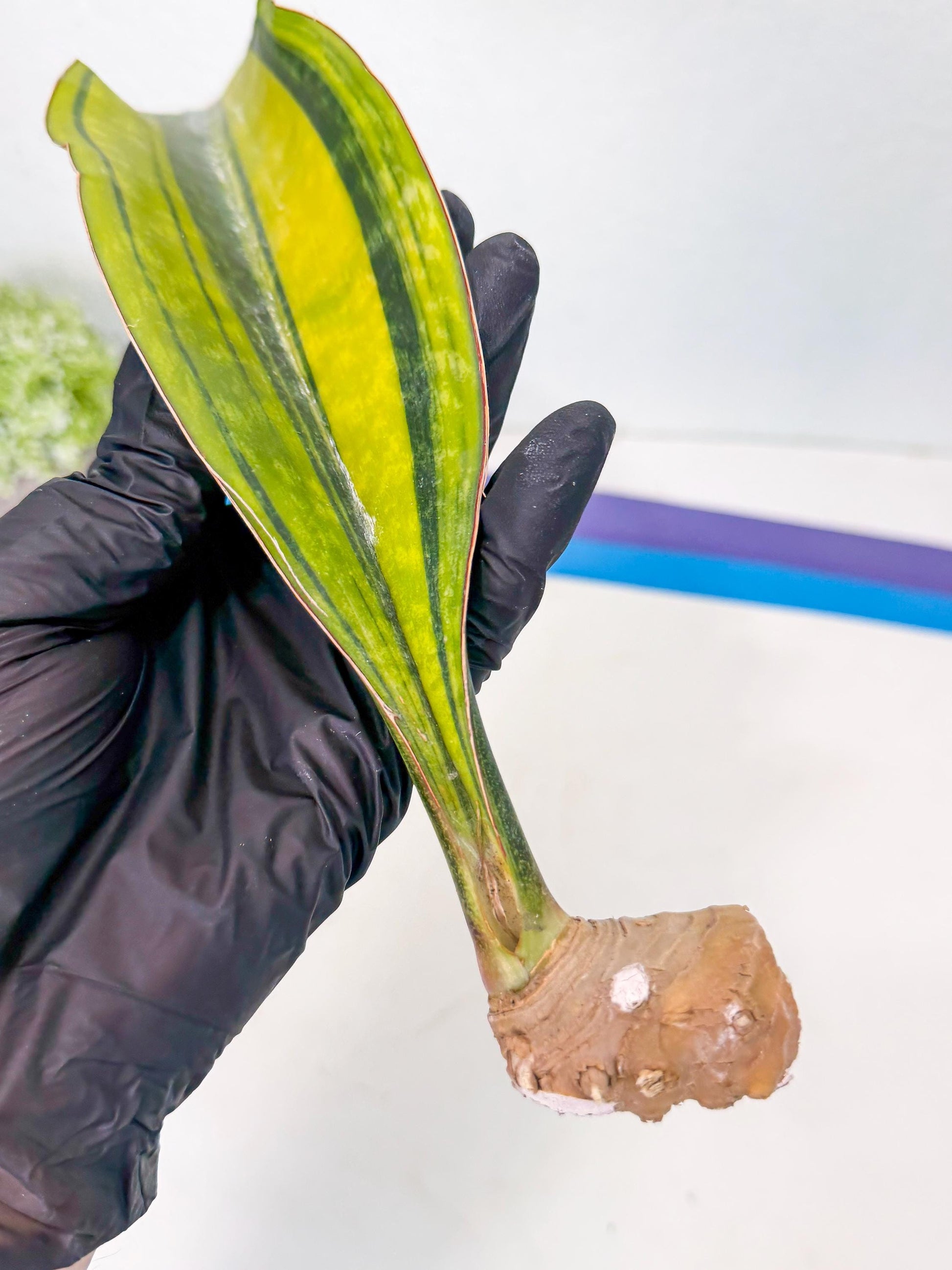 Sansevieria Macrophylla Var (3) | Very Rare Import