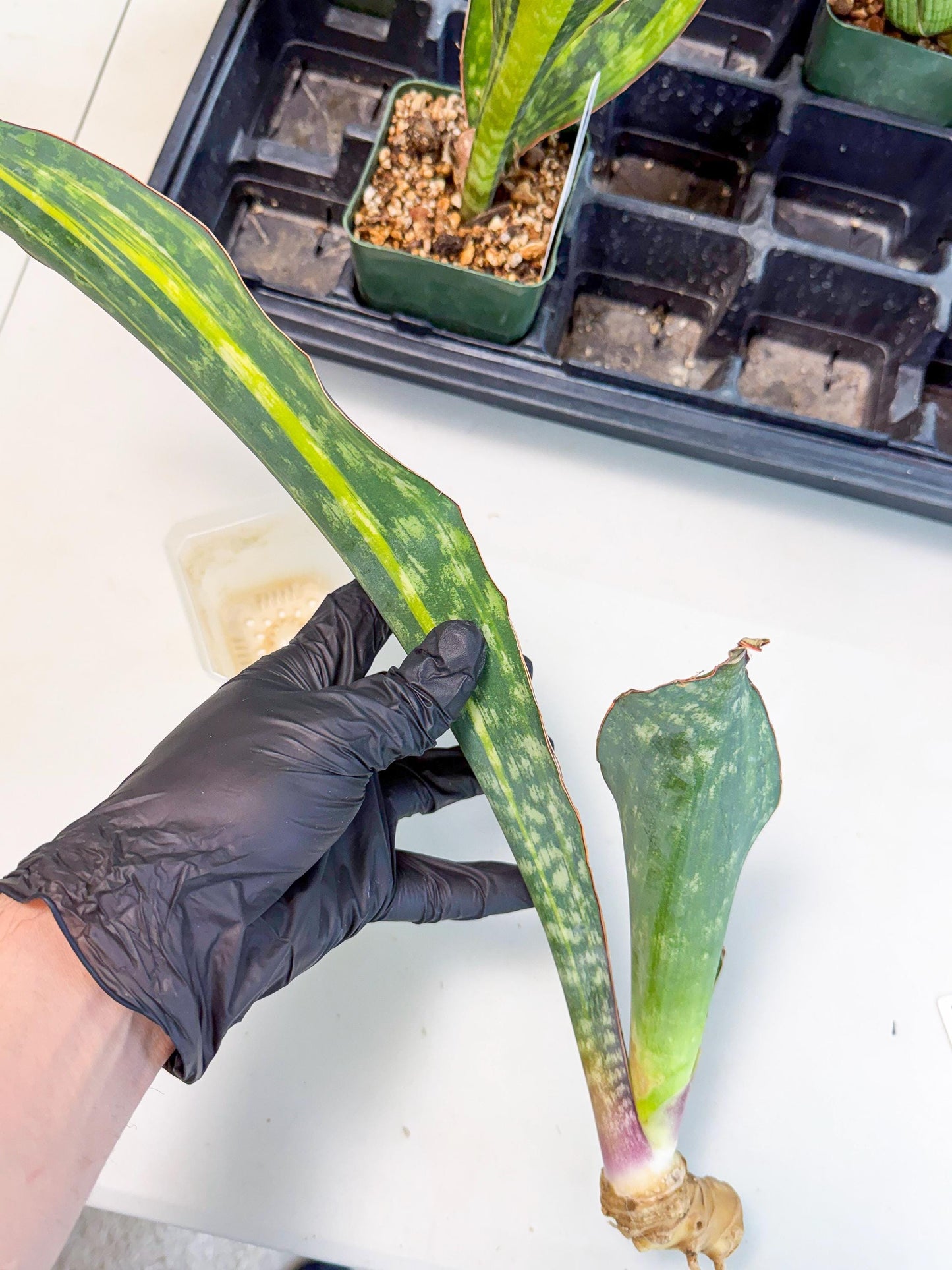 Sansevieria Macrophylla Var (4) | Very Rare Import