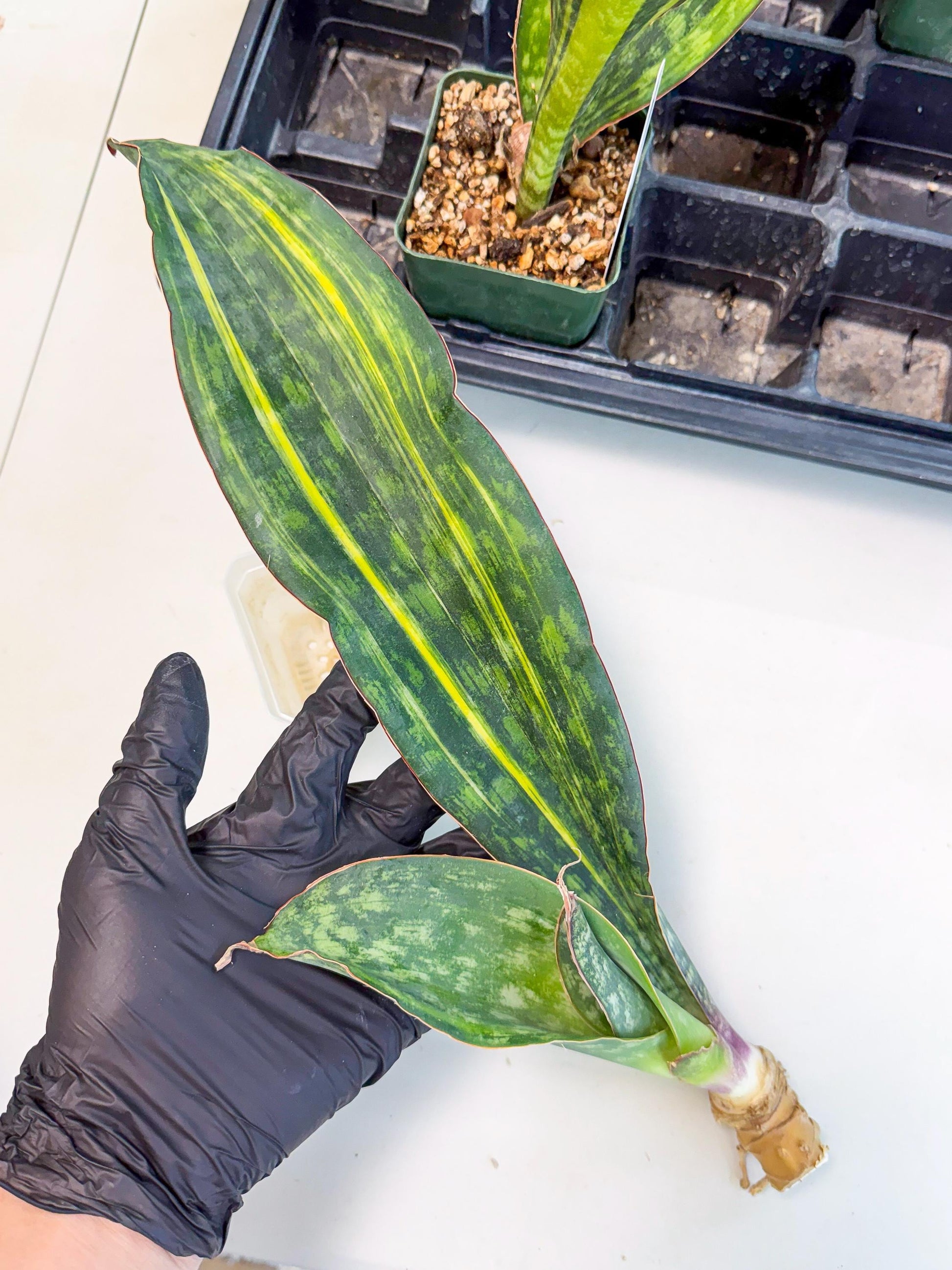Sansevieria Macrophylla Var (4) | Very Rare Import
