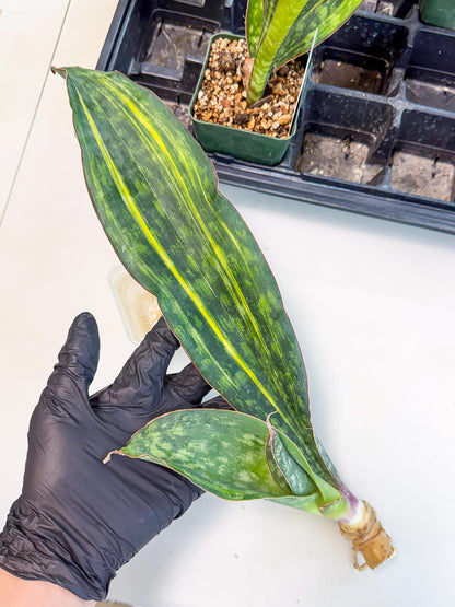 Sansevieria Macrophylla Var (4) | Very Rare Import