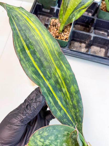 Sansevieria Macrophylla Var (4) | Very Rare Import