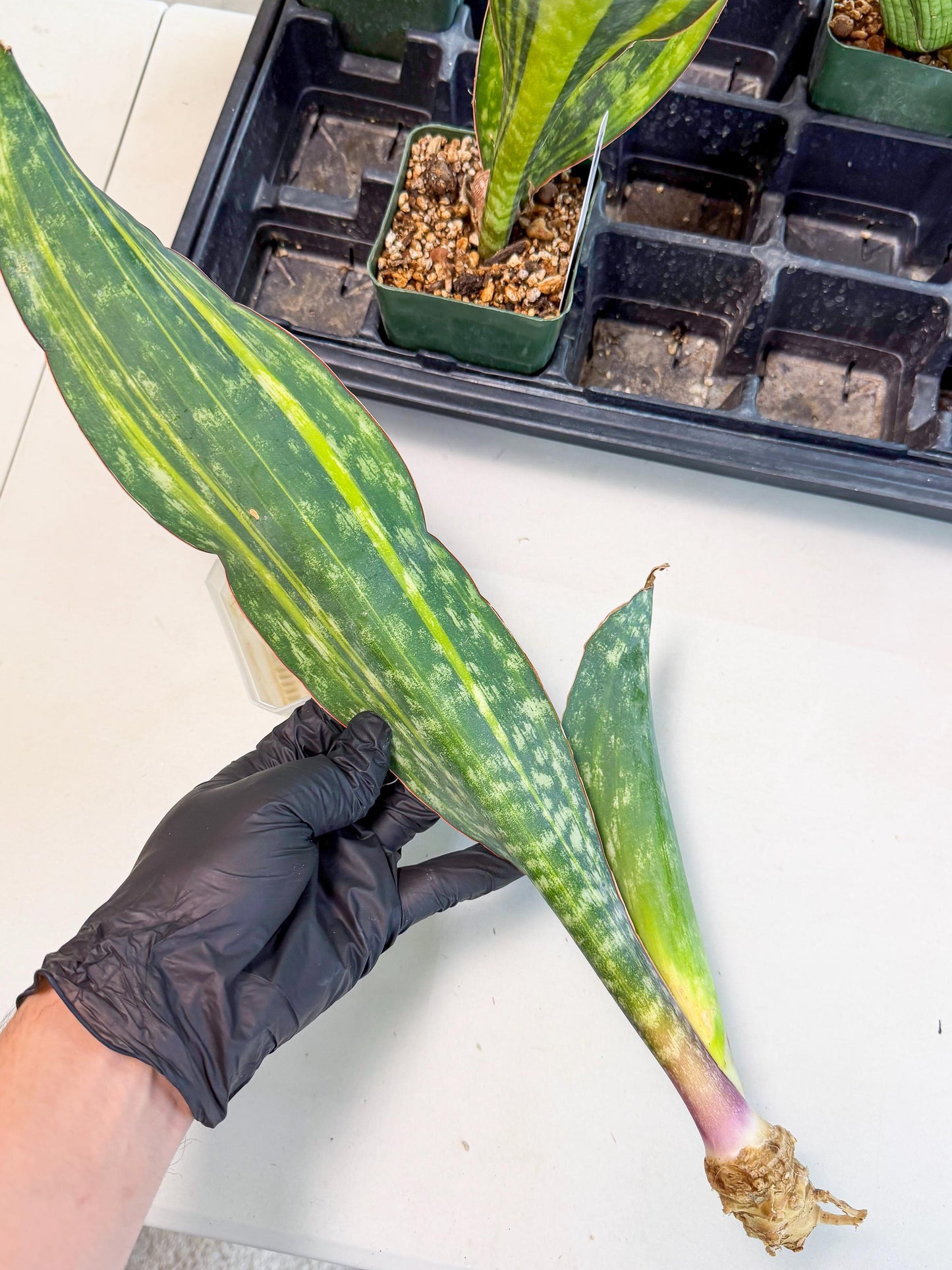 Sansevieria Macrophylla Var (4) | Very Rare Import