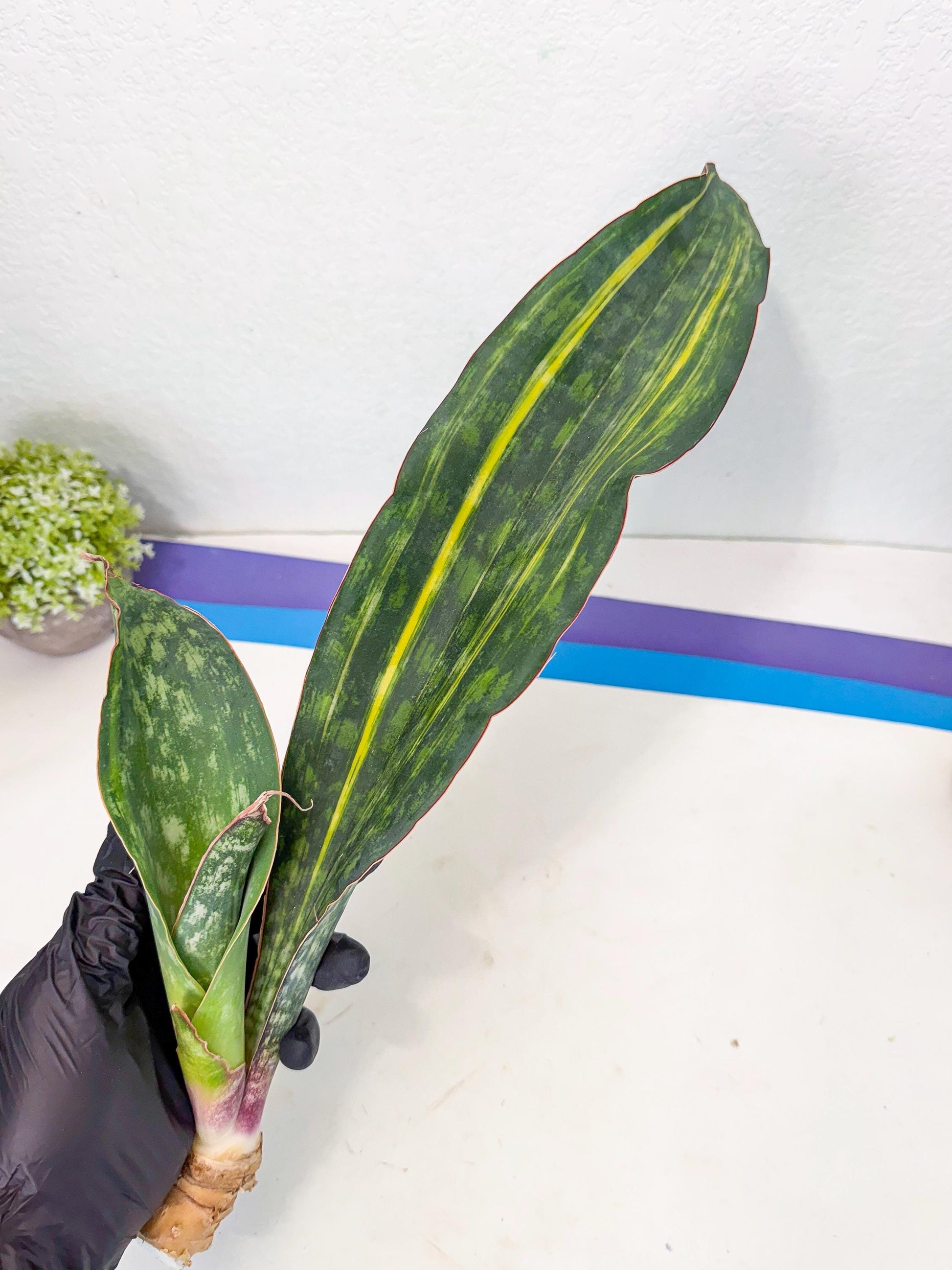 Sansevieria Macrophylla Var (4) | Very Rare Import