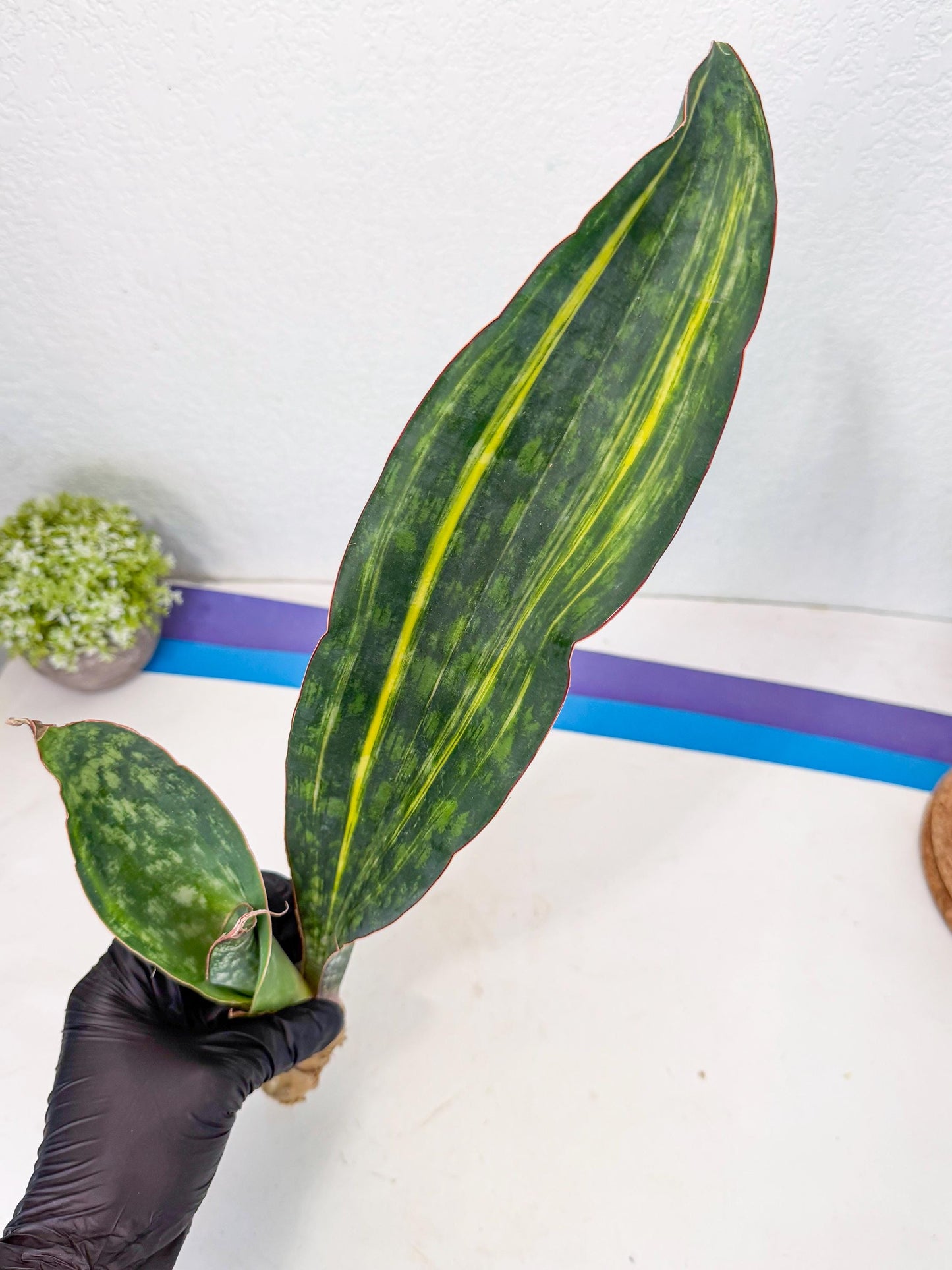 Sansevieria Macrophylla Var (4) | Very Rare Import