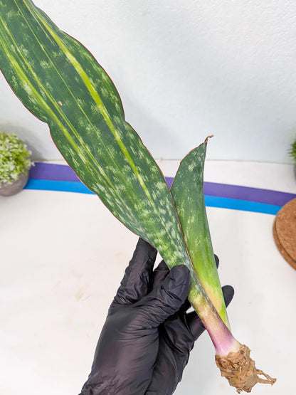 Sansevieria Macrophylla Var (4) | Very Rare Import