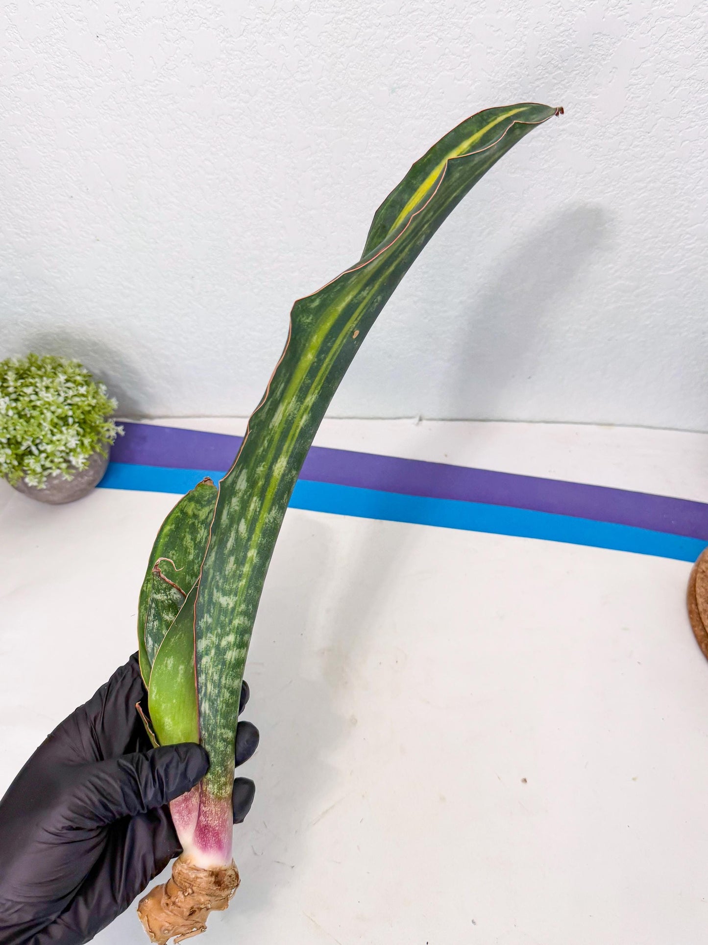 Sansevieria Macrophylla Var (4) | Very Rare Import