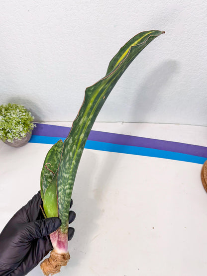 Sansevieria Macrophylla Var (4) | Very Rare Import
