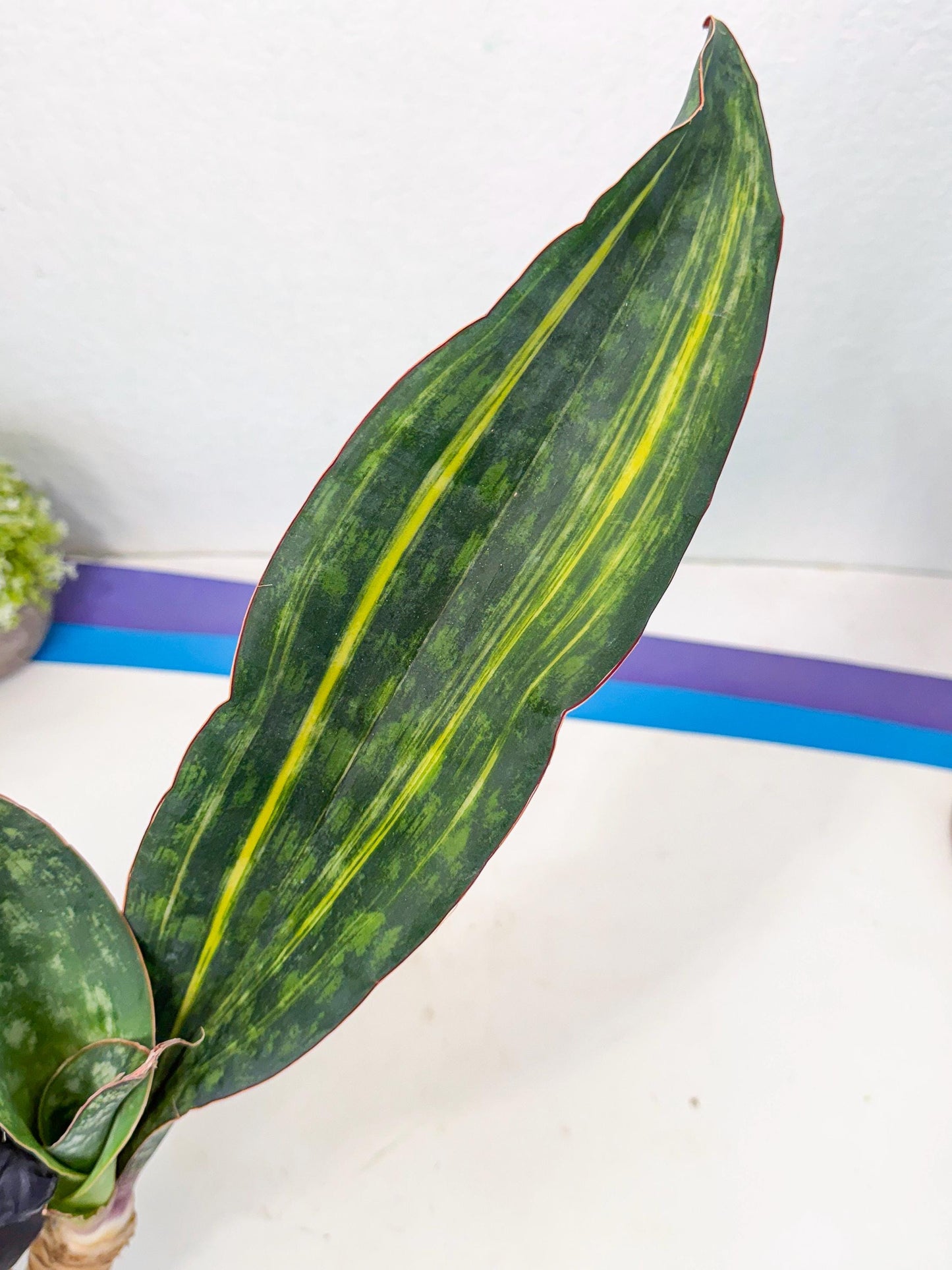 Sansevieria Macrophylla Var (4) | Very Rare Import
