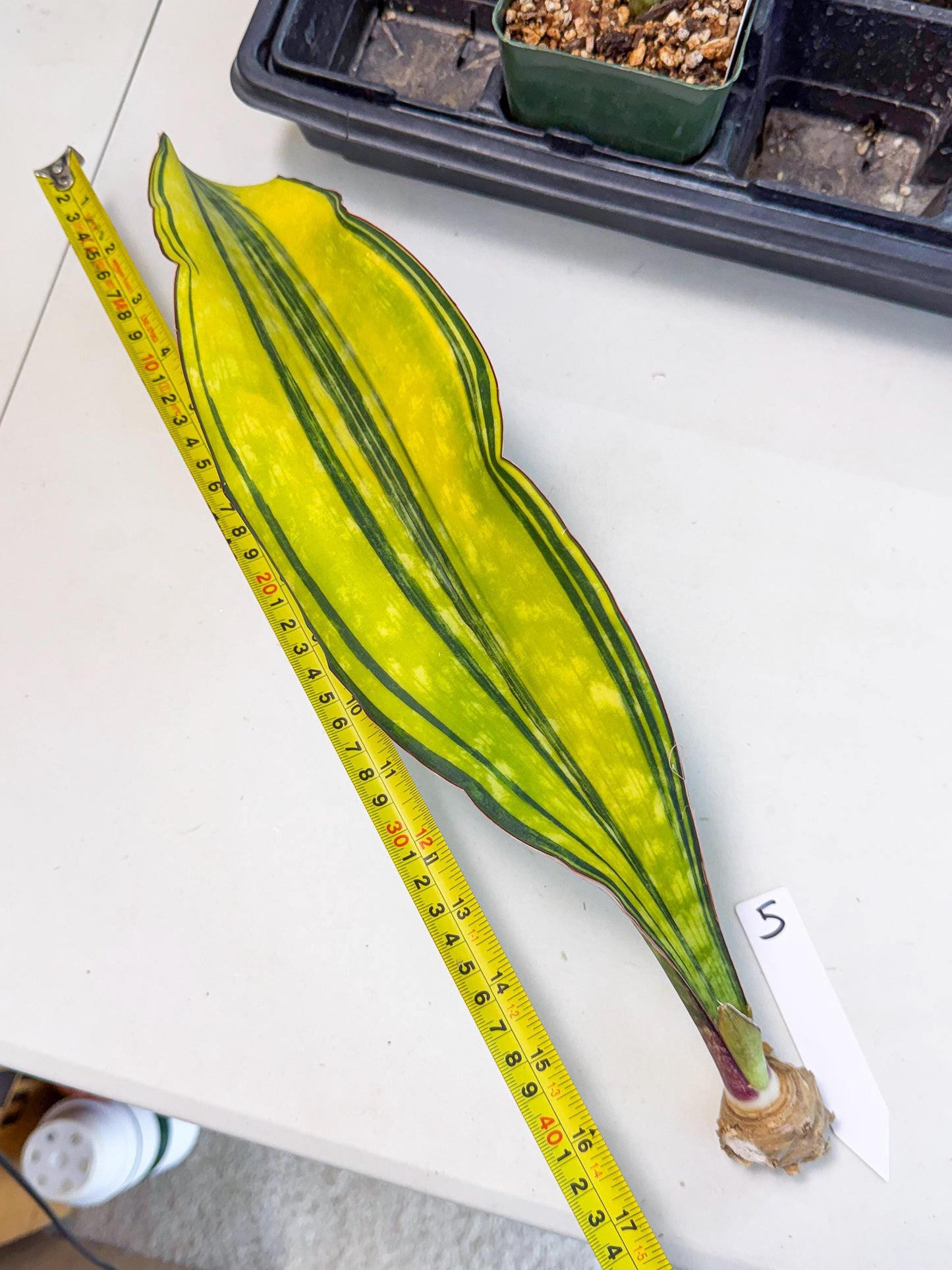 Sansevieria Macrophylla Var (5) | Very Rare Import