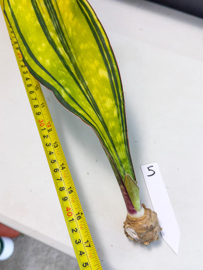 Sansevieria Macrophylla Var (5) | Very Rare Import