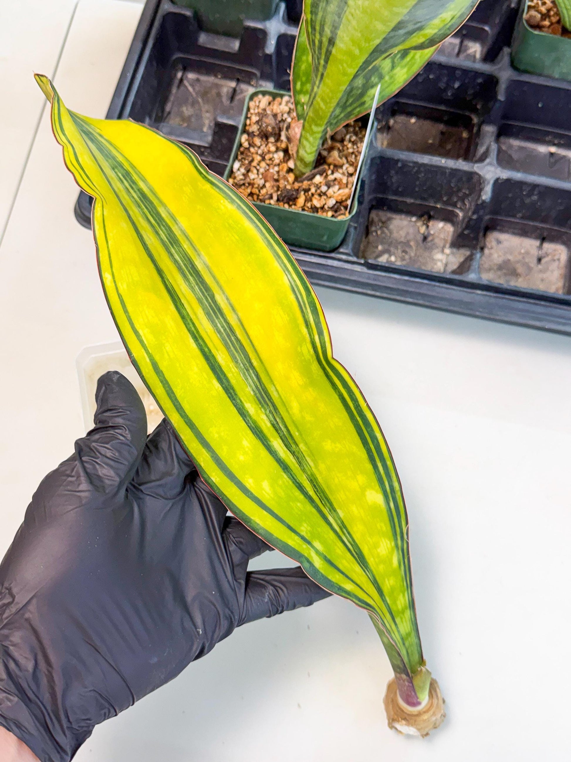 Sansevieria Macrophylla Var (5) | Very Rare Import