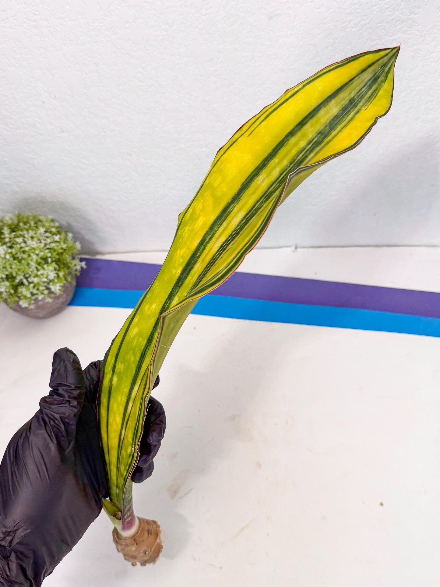 Sansevieria Macrophylla Var (5) | Very Rare Import
