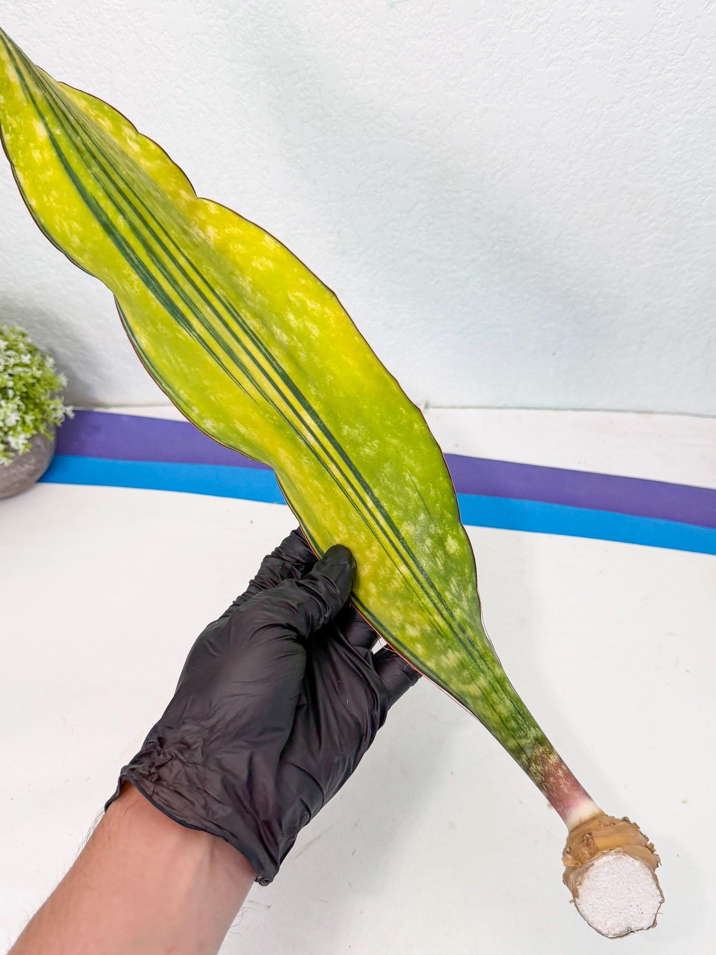 Sansevieria Macrophylla Var (5) | Very Rare Import