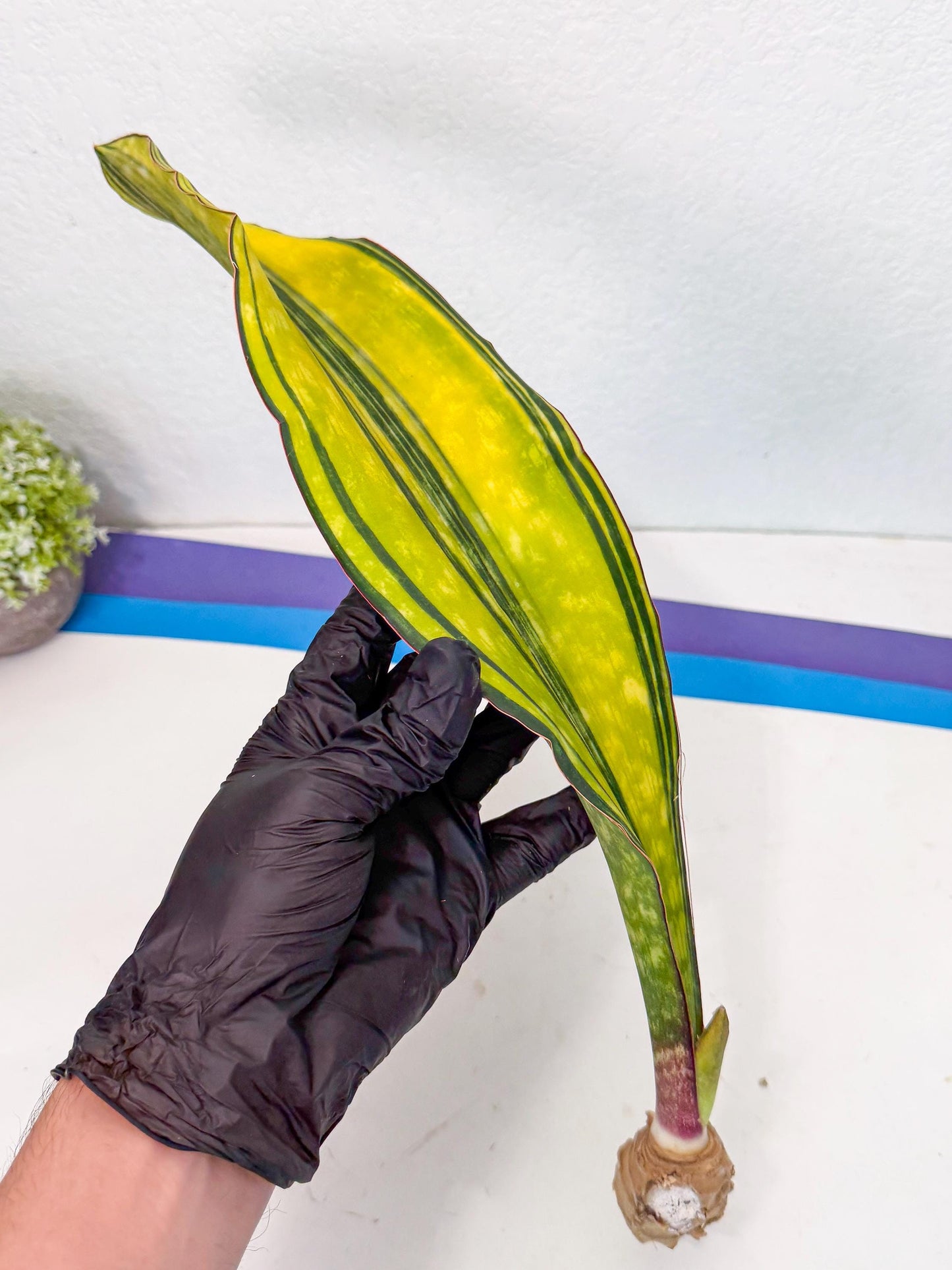 Sansevieria Macrophylla Var (5) | Very Rare Import