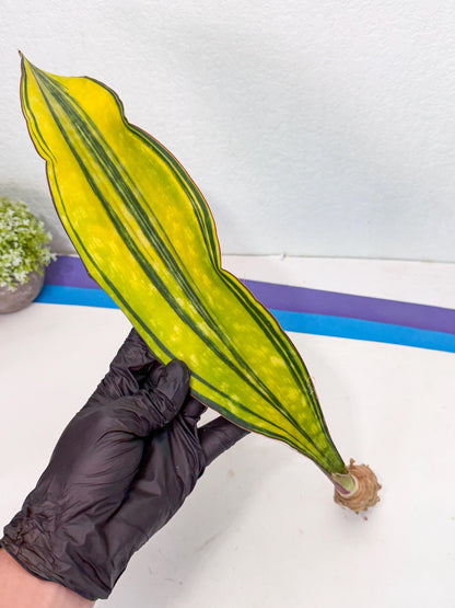 Sansevieria Macrophylla Var (5) | Very Rare Import