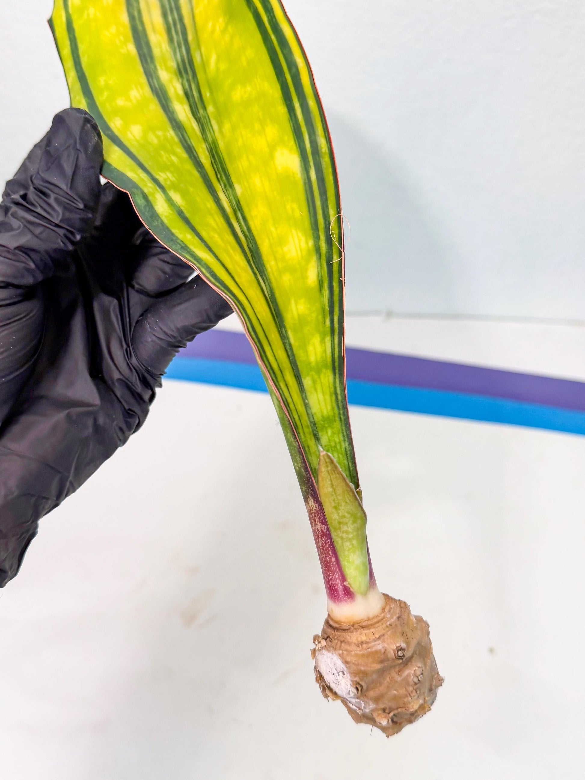 Sansevieria Macrophylla Var (5) | Very Rare Import