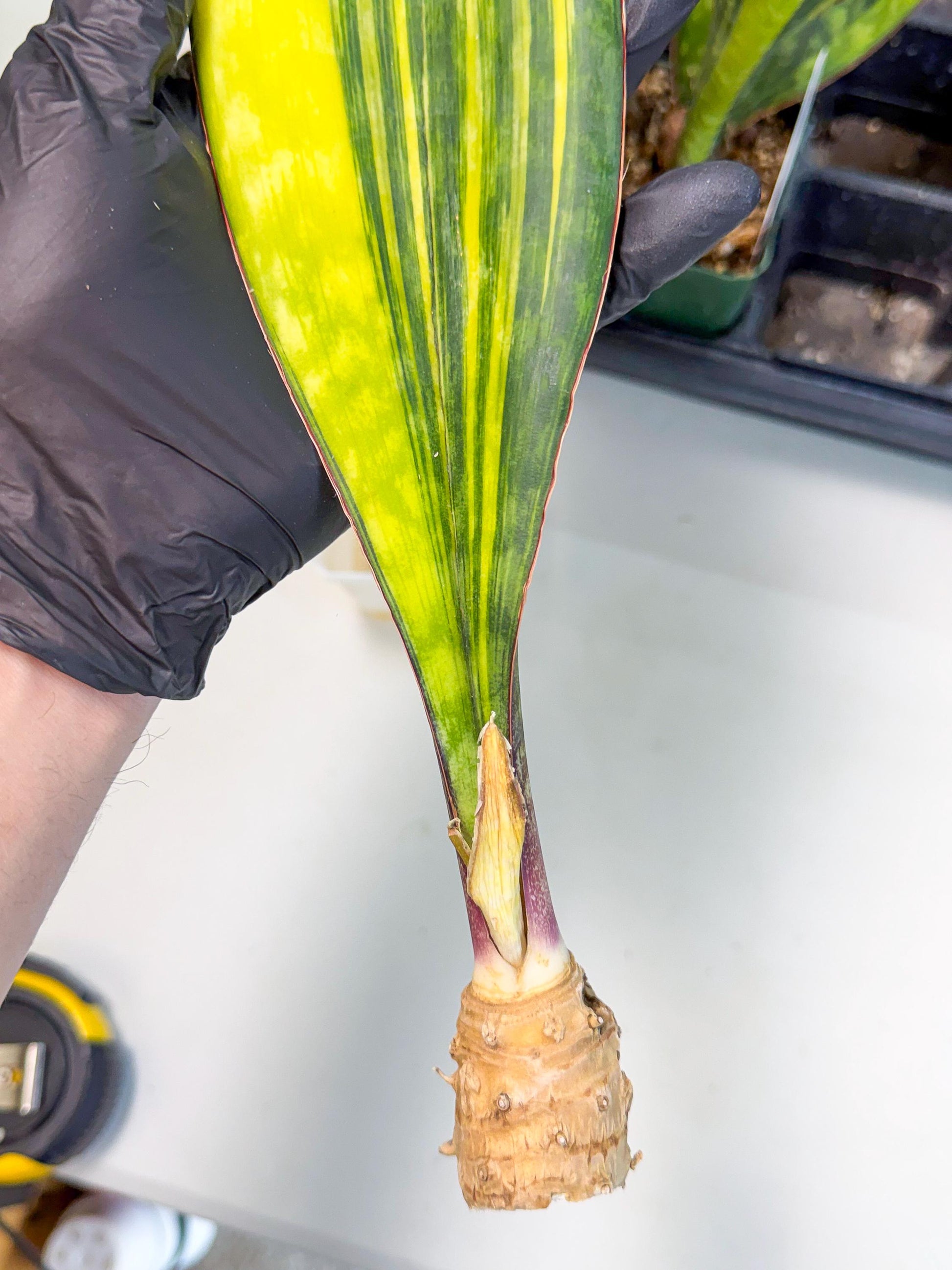 Sansevieria Macrophylla Var (6) | Very Rare Import