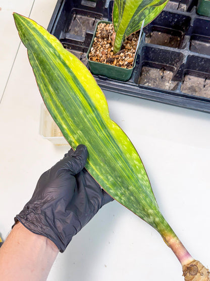 Sansevieria Macrophylla Var (6) | Very Rare Import