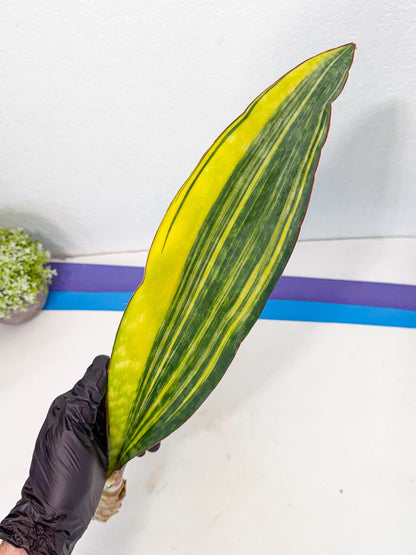 Sansevieria Macrophylla Var (6) | Very Rare Import