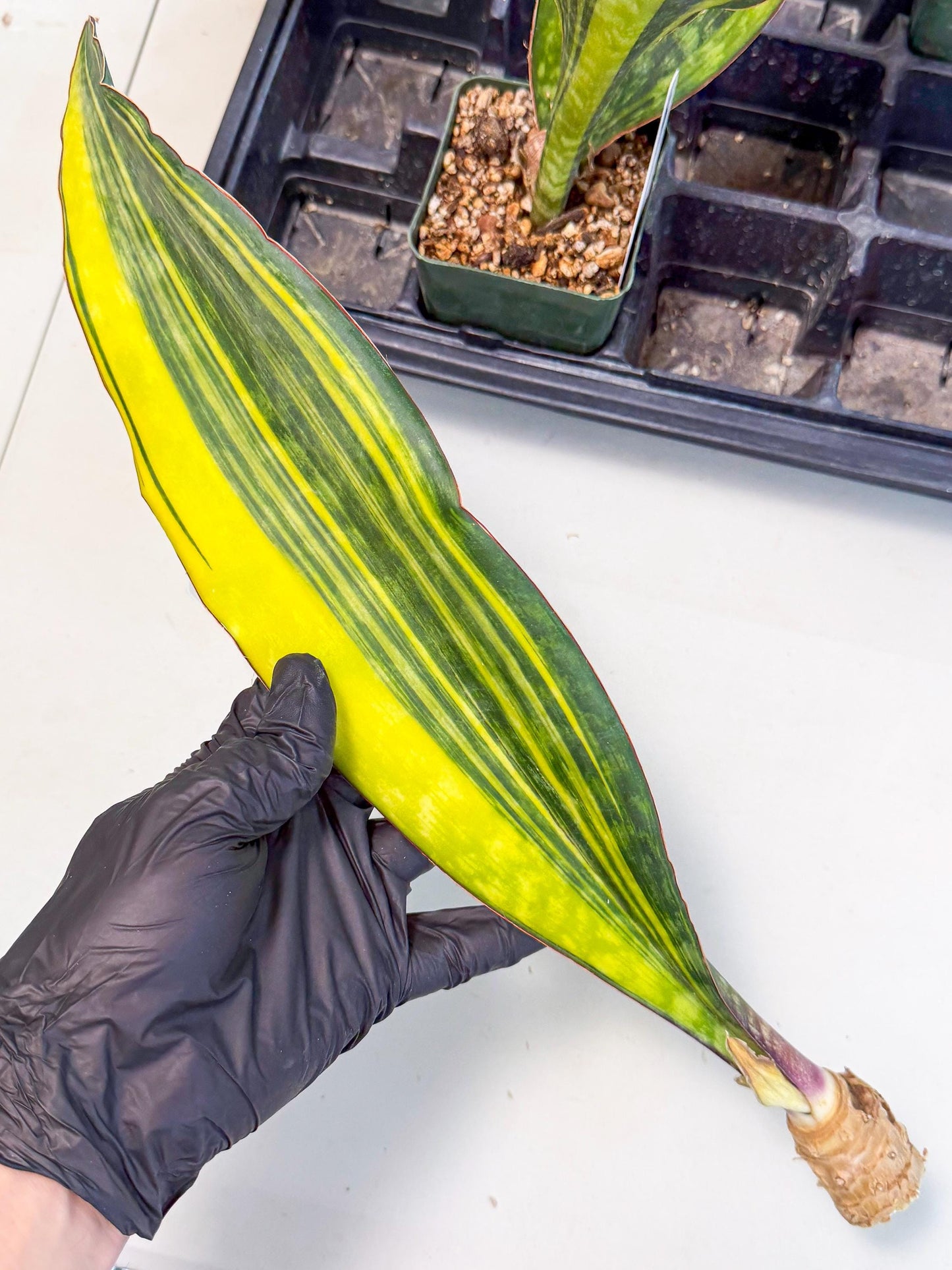 Sansevieria Macrophylla Var (6) | Very Rare Import
