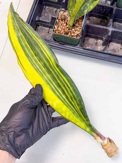 Sansevieria Macrophylla Var (6) | Very Rare Import