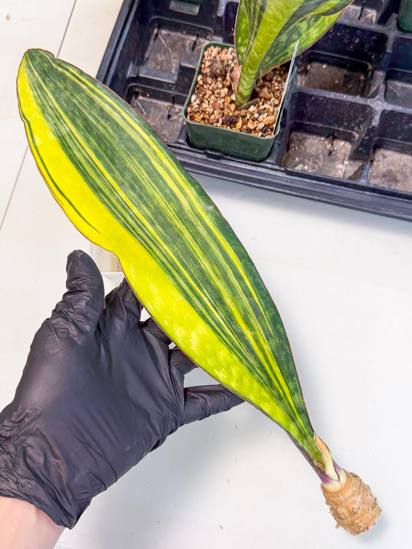 Sansevieria Macrophylla Var (6) | Very Rare Import