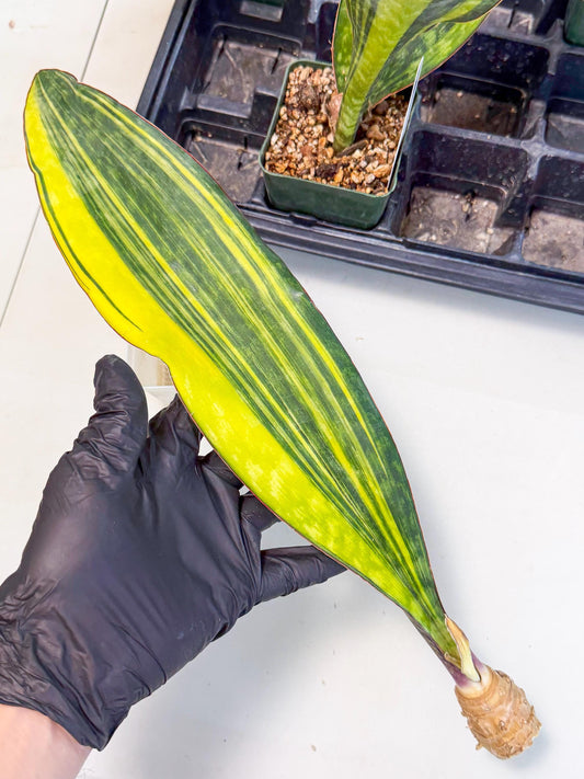 Sansevieria Macrophylla Var (6) | Very Rare Import