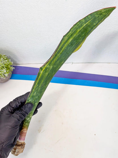 Sansevieria Macrophylla Var (6) | Very Rare Import