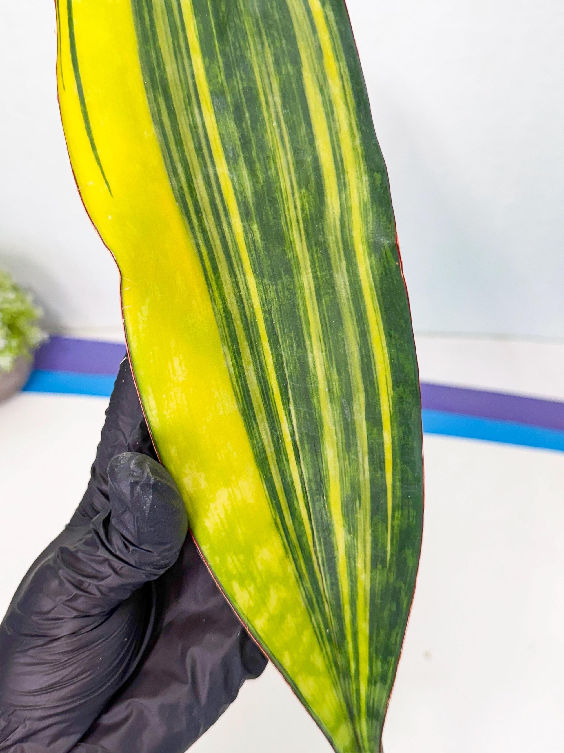 Sansevieria Macrophylla Var (6) | Very Rare Import