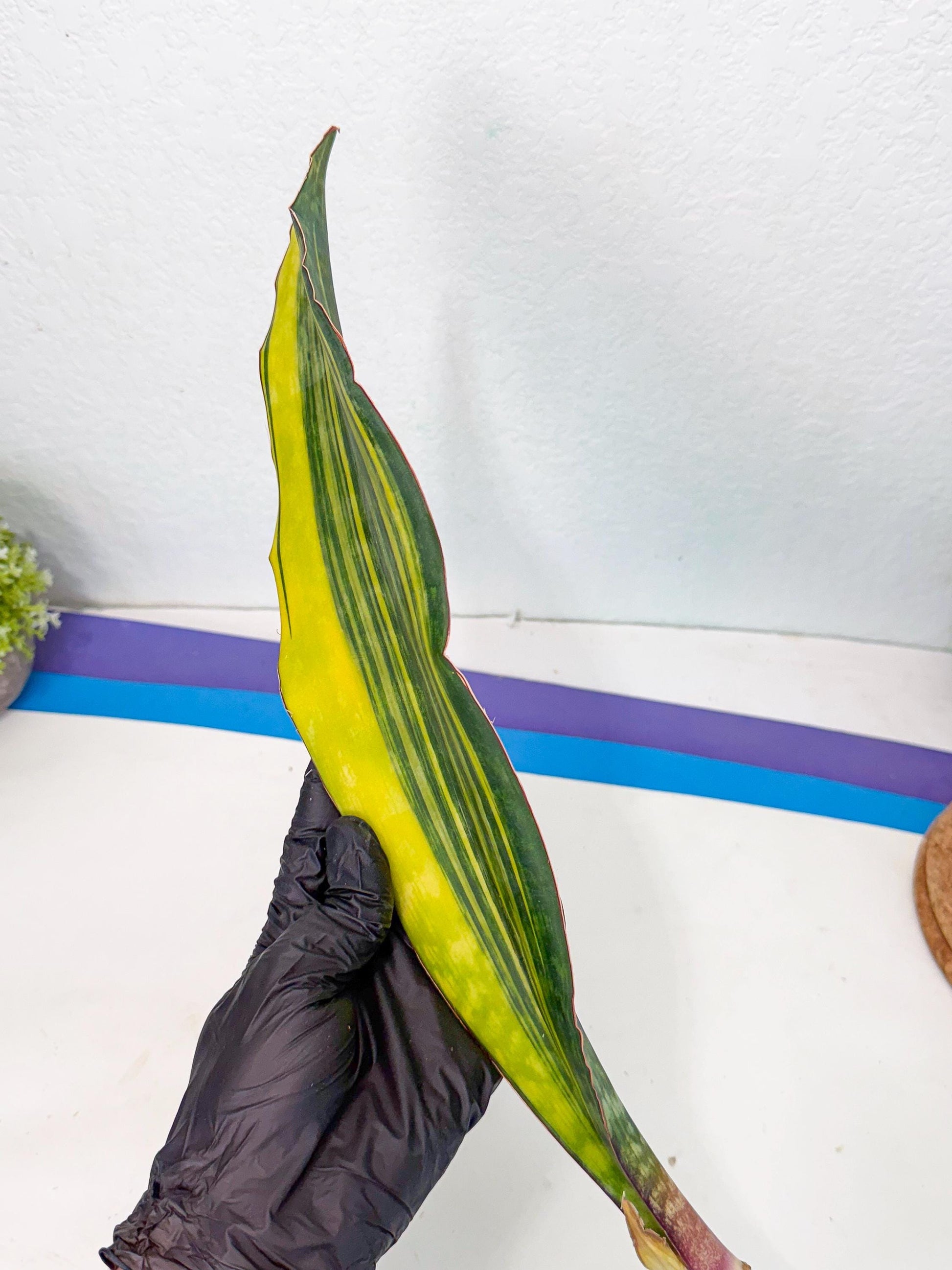 Sansevieria Macrophylla Var (6) | Very Rare Import