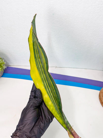 Sansevieria Macrophylla Var (6) | Very Rare Import