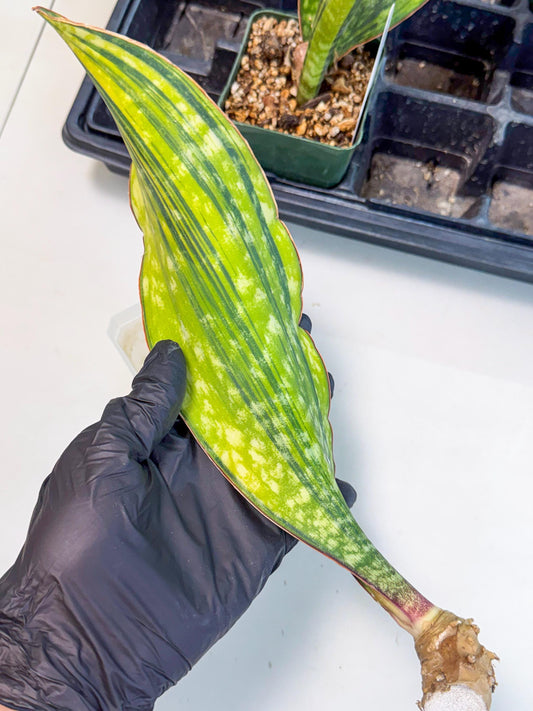 Sansevieria Macrophylla Var (8) | Very Rare Import