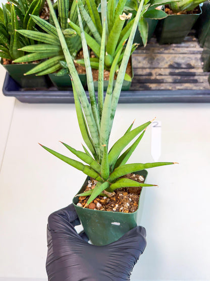 Sansevieria Thunder Stream (xL1) (2) | imported