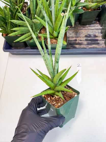 Sansevieria Thunder Stream (xL1) (2) | imported