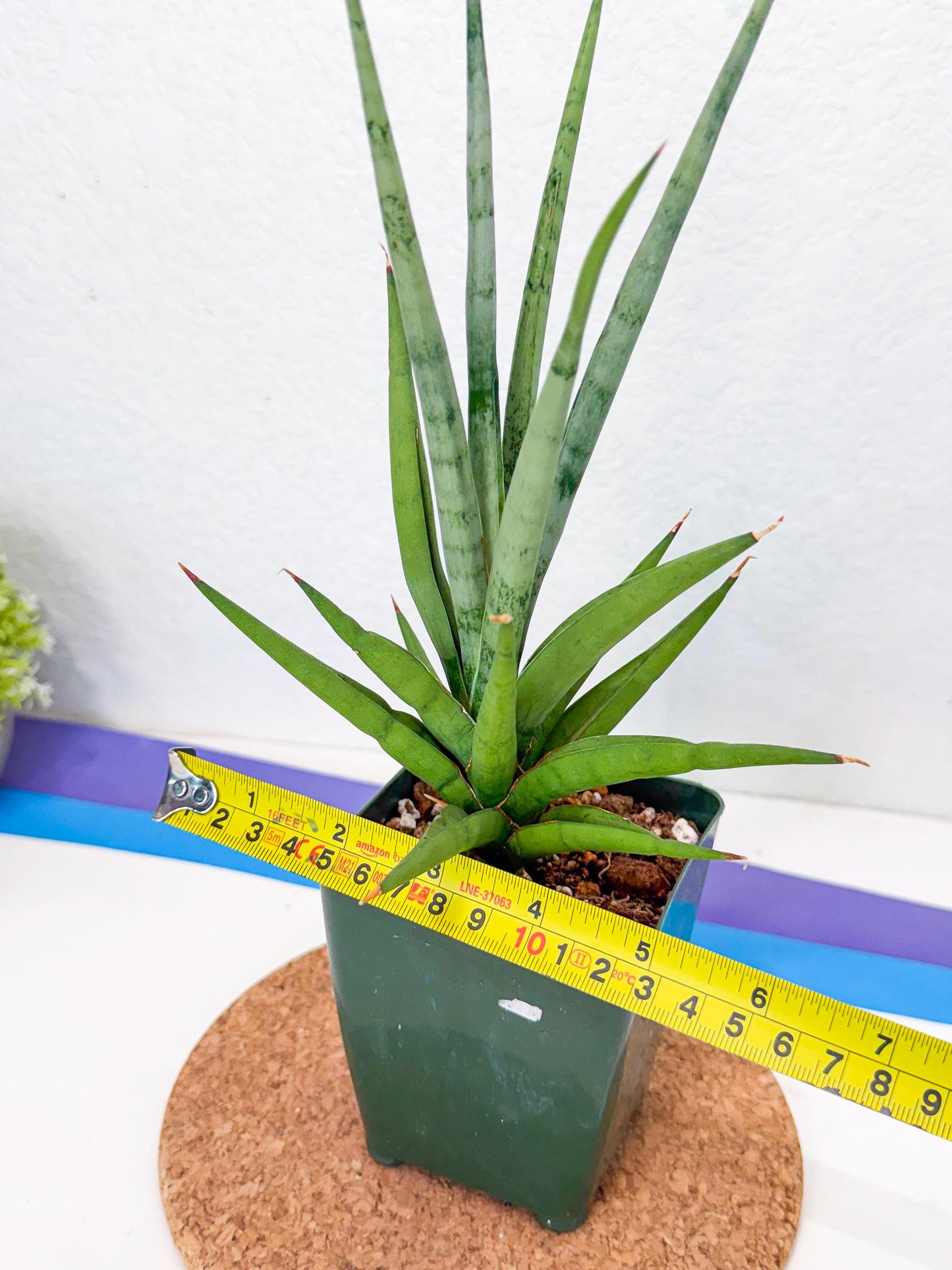 Sansevieria Thunder Stream (xL1) (2) | imported